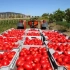 Kako rasti dobru žetvu rajčice u suhom ljetu